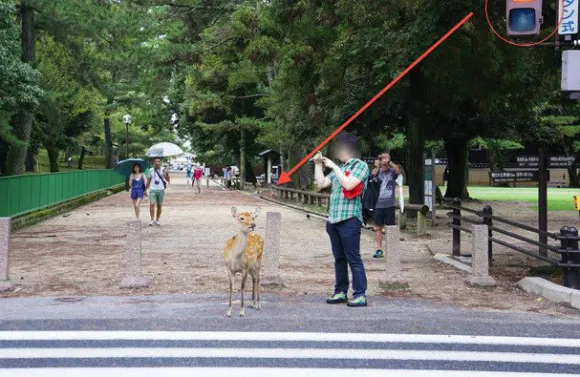 En Japón, los animales también obedecen a la ley