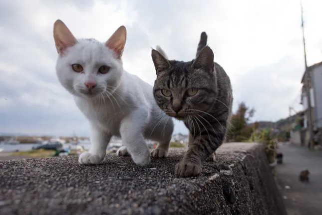 Tashirojima: La isla de los gatos en Japón