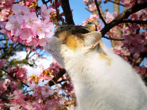 Gatos y Hanami 1