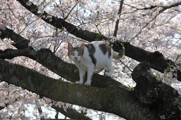 Gatos y Hanami 12