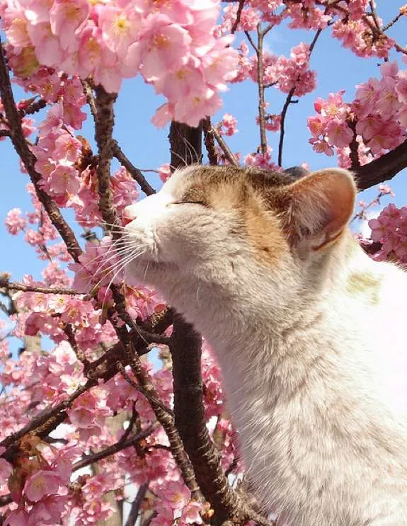 Gatos y Hanami 3