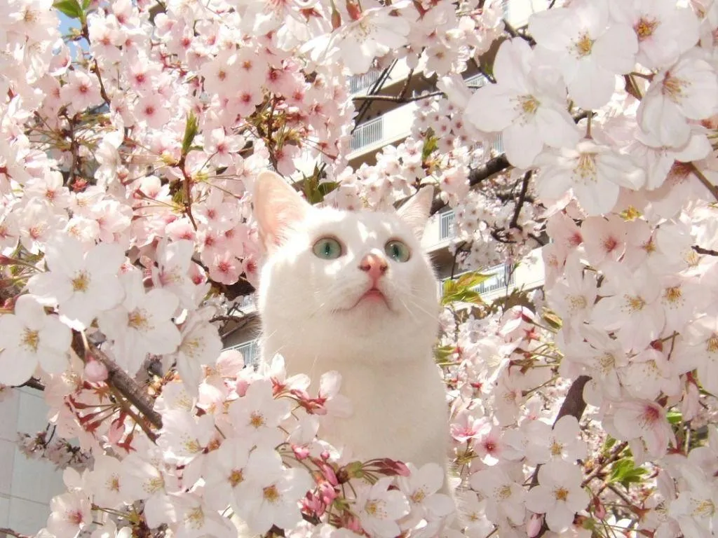 Hanami: La celebración del sakura en Japón