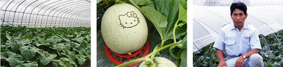 hello kitty melon 3