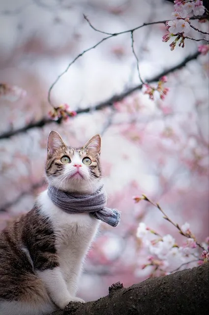 Hanami cats 1