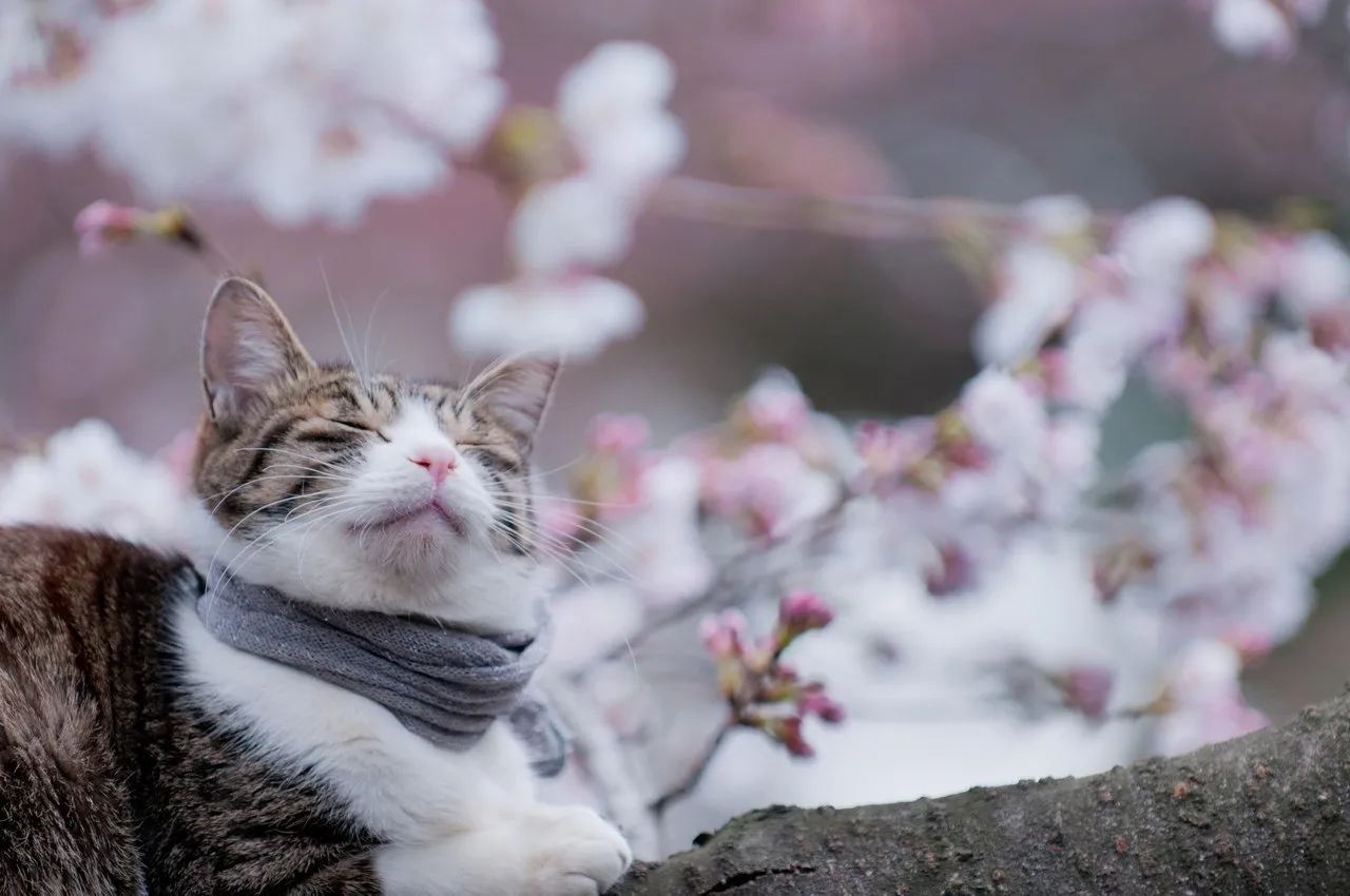 Pronóstico de florecimiento del Sakura en Japón 2015