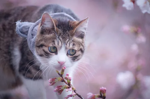 Hanami cats 3