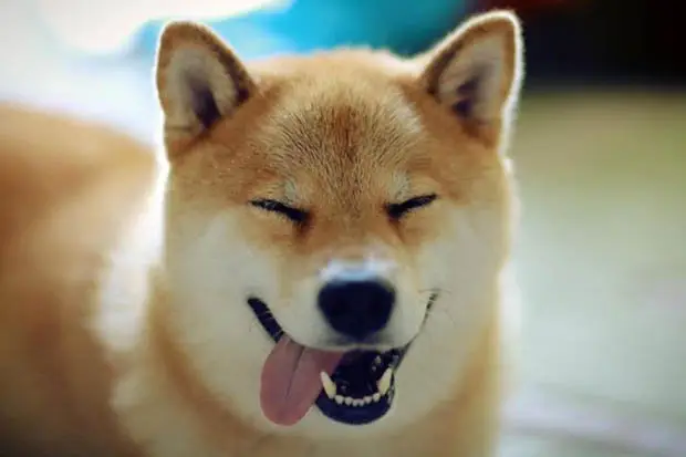 Gua Gua Bazar Segunda Edición: Canofilia y cultura asiática en un solo espacio