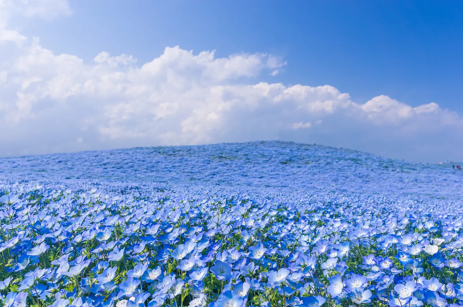 Japón y su mar de flores en el Hitachi Seaside Park