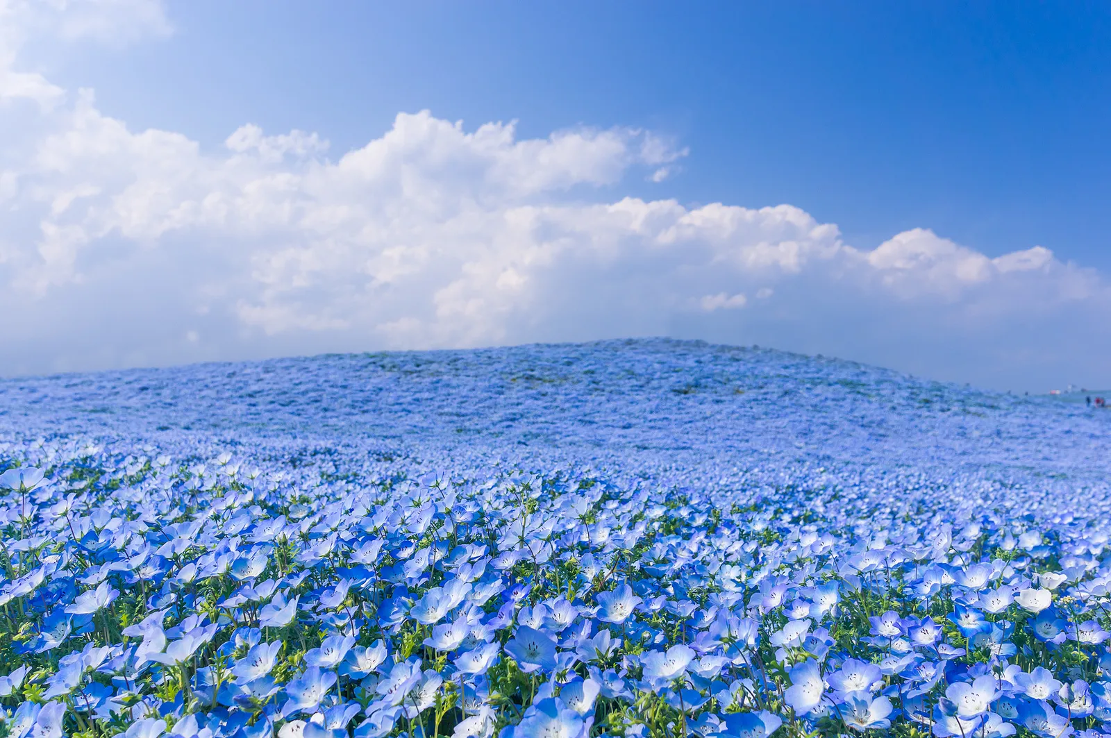 Japón y su mar de flores en el Hitachi Seaside Park