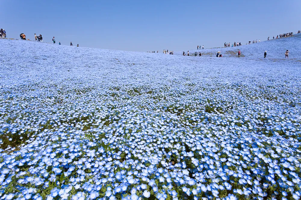 hitachi-seaside-park-nemophila-1