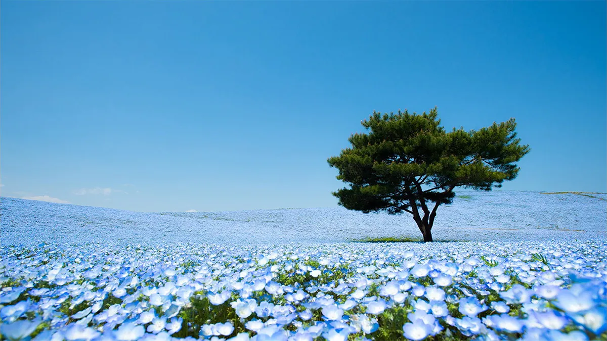 hitachi-seaside-park-nemophila-2