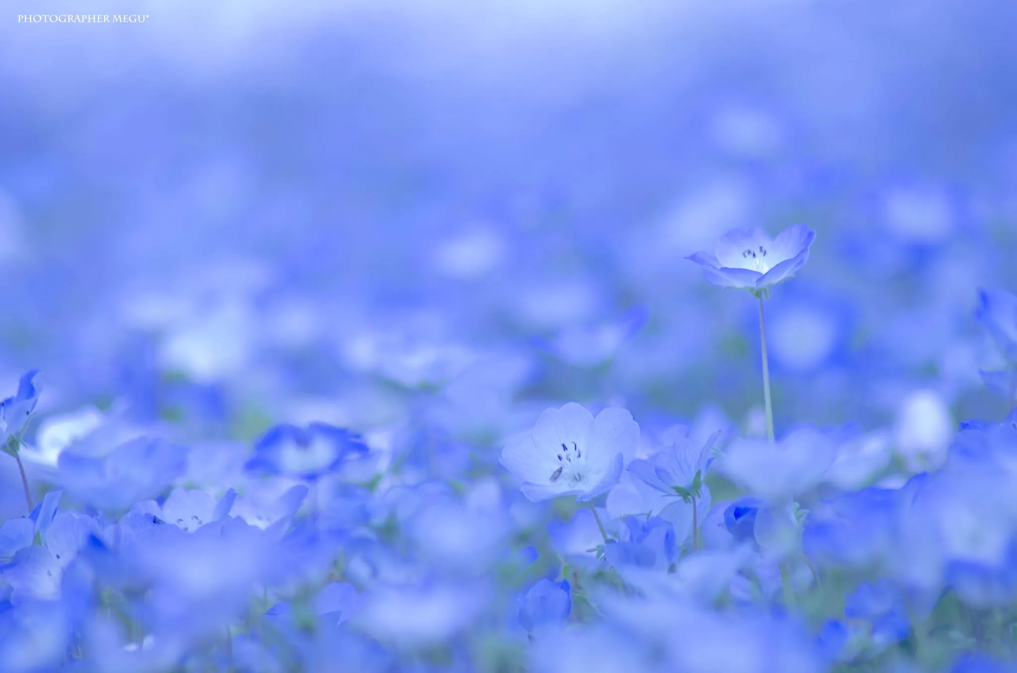 hitachi-seaside-park-nemophila-3