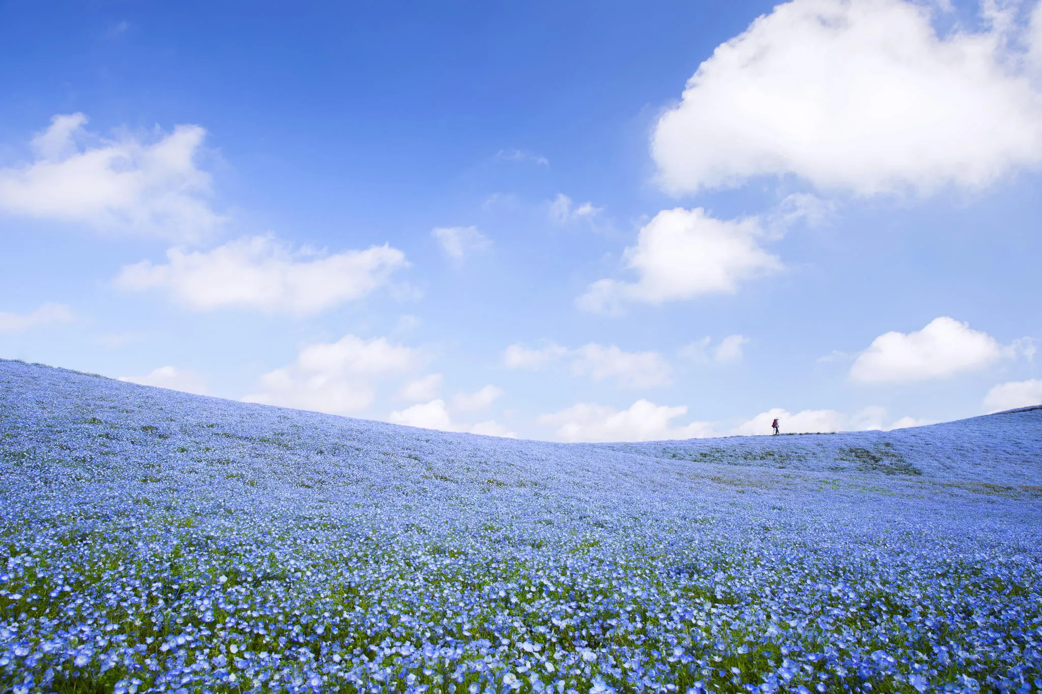 hitachi-seaside-park-nemophila-4