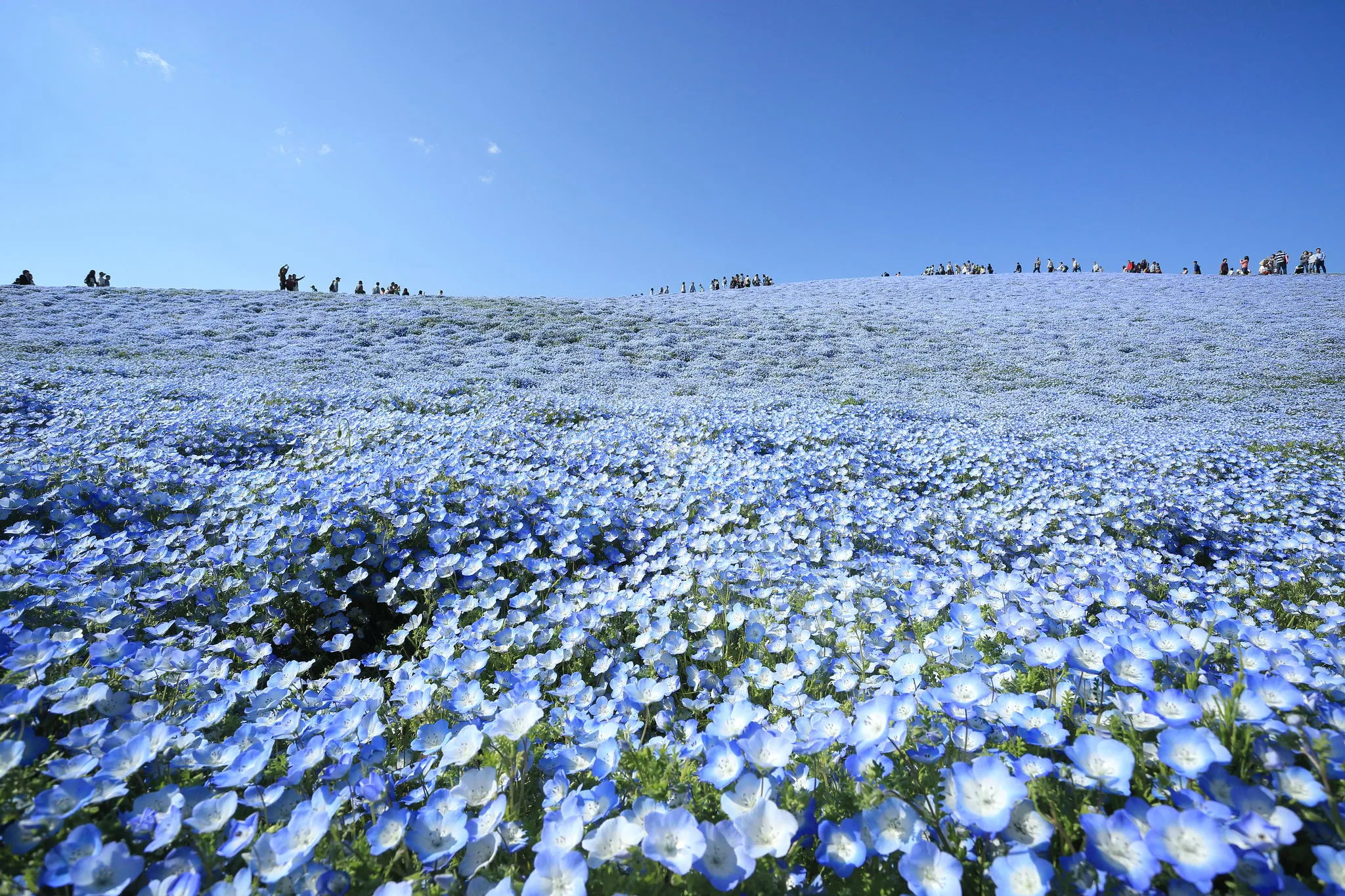 hitachi-seaside-park-nemophila-5