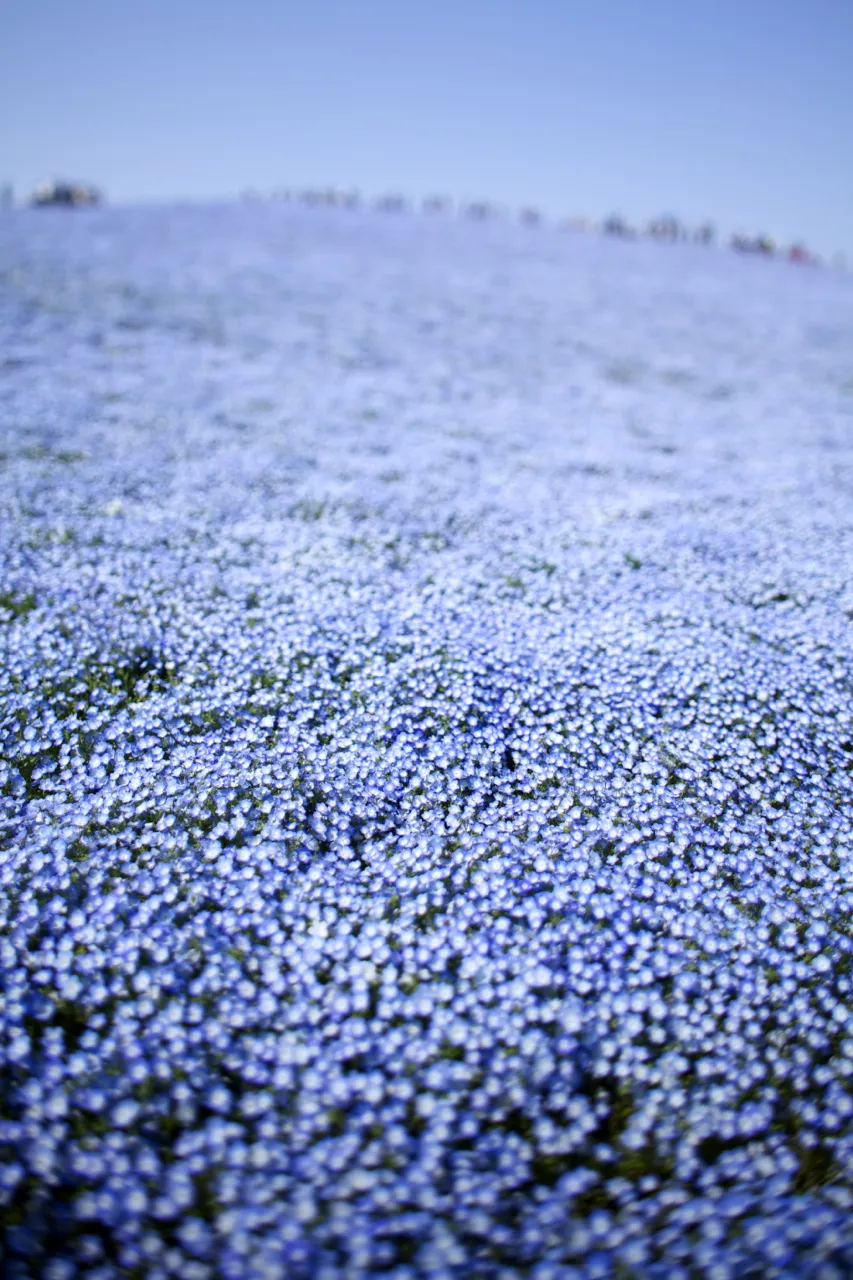 hitachi-seaside-park-nemophila-6