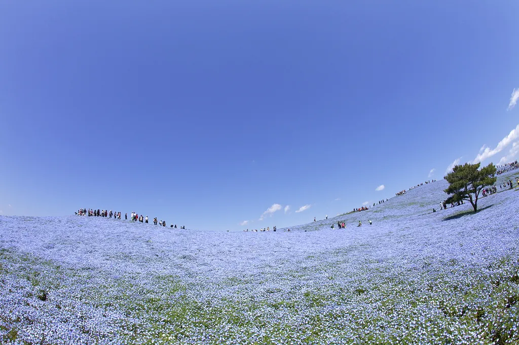 hitachi-seaside-park-nemophila-7